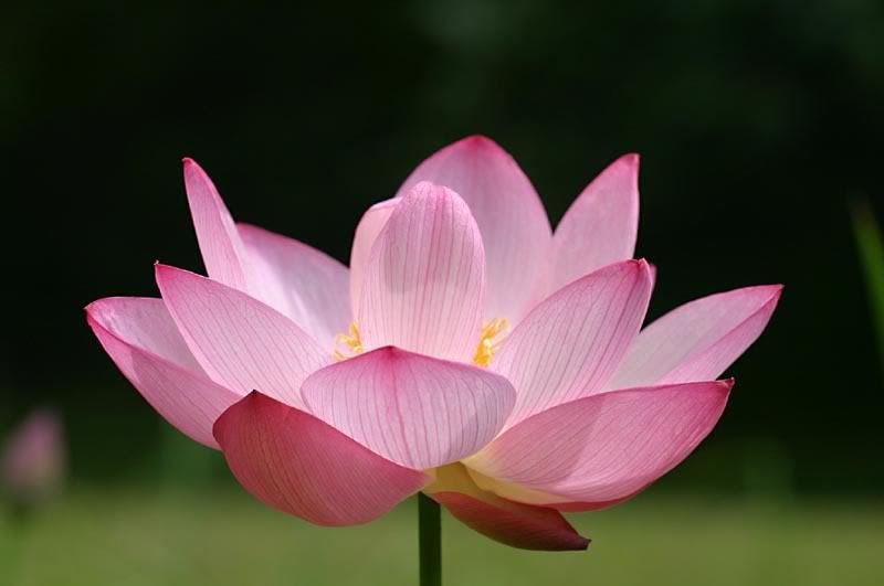 Lotus flower Image