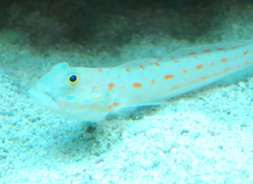 DSC_0027smallgoby.jpg