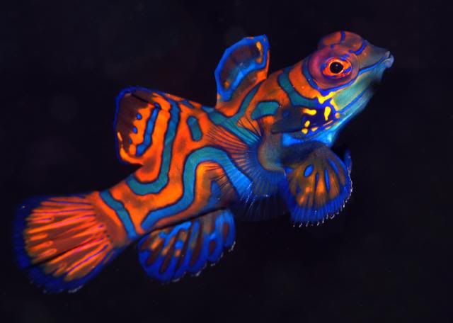 Mandarinfish.jpg