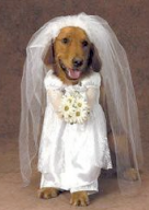 trouwen hond