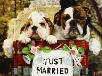 Honden trouwen