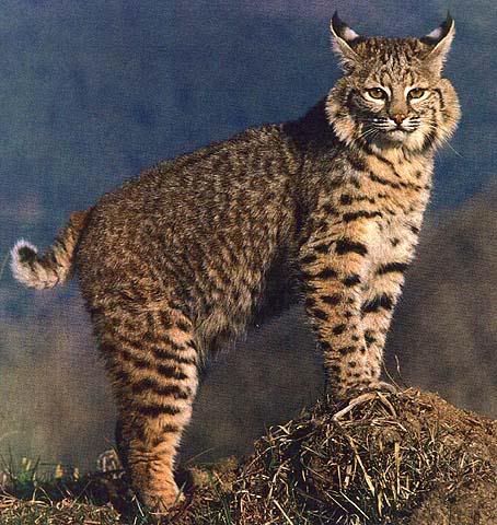 wildcat15-lynx.jpg