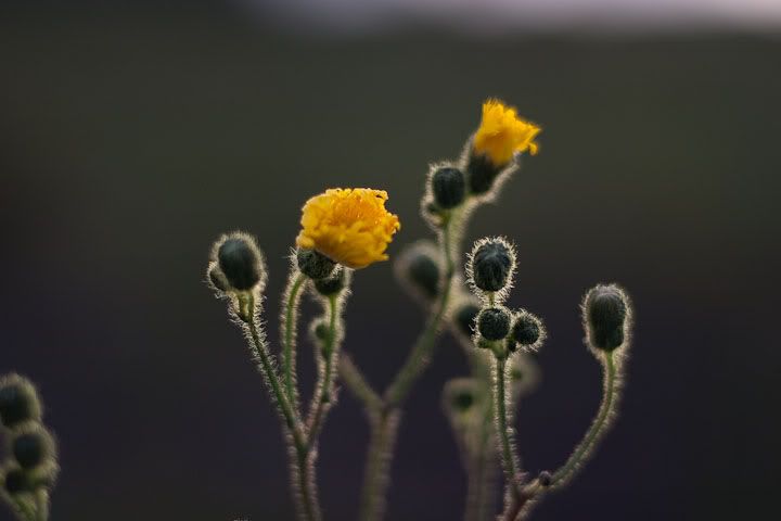 7d17e0f2.jpg