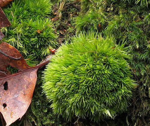 Leucobryum20glaucum206999.jpg