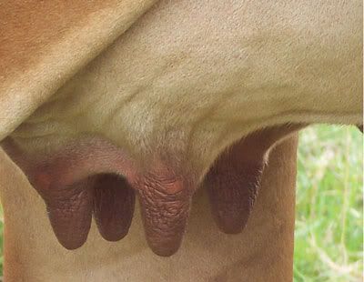 Udder-f4.jpg