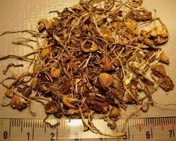 psilocybin-the-psychedelcic-drug.jpg