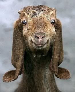 smilinggoat5B15D.jpg